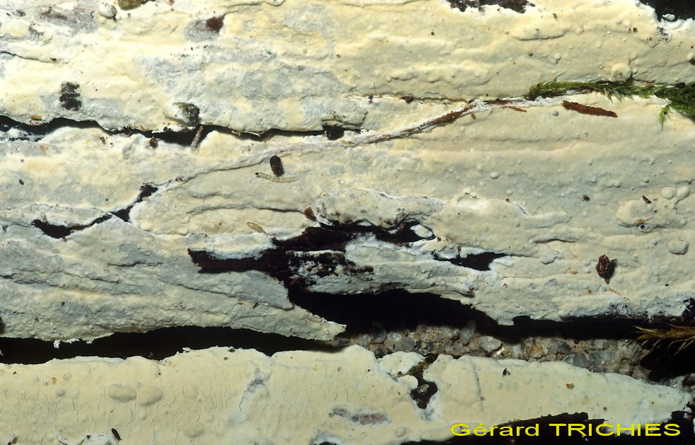 Piccola crosta su Ginestra (Hyphodontia juniper)